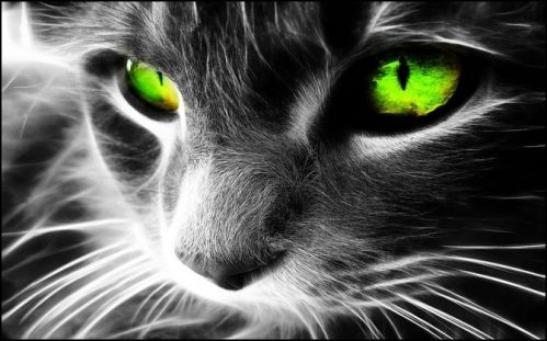 HD Spirit Cat [Edit] by Zerkiee on deviantART